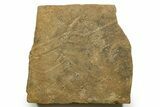 Cruziana (Fossil Trilobite Trackway) - Morocco #375503-1